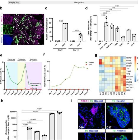 Transient Overexpression Of NKX2 1 And PAX8 Promotes Differentiation Of