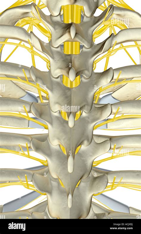 Midollo Spinale Toracico Immagini E Fotografie Stock Ad Alta