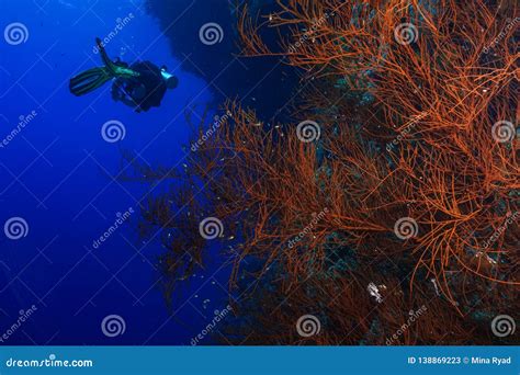 Coral Reef At The Red Sea Egypt Stock Image Image Of Marine Redsea