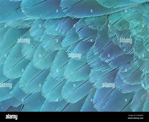 close   blue  yellow macaw wing feathers stock photo alamy