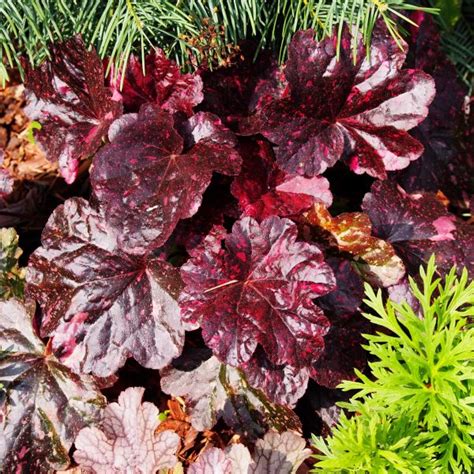 Heuchera Midnight Rose