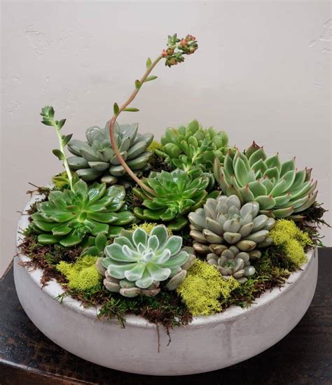 Succulent Dish Garden Ideas You Cannot Miss Sharonsable