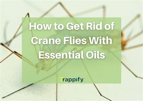 10 Ways To Send Crane Flies Flying (For Good!)