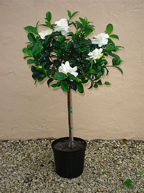 GARDENIA TOPIARY