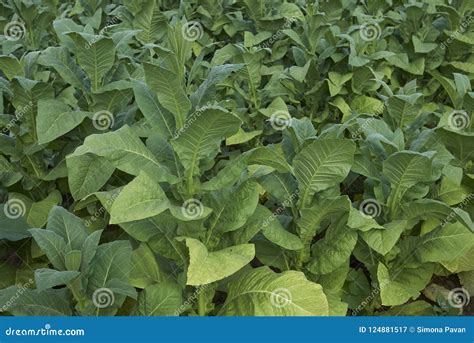 Tobacco Crop In Italy Stock Image Image Of Italy Fresh 124881517