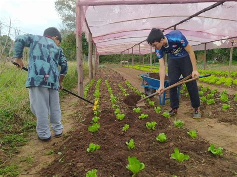 Quem Planta Colhe Geral Prefeitura De S O Francisco De Assis Rs