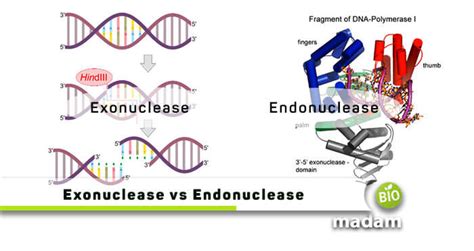 Difference Between Exonuclease And Endonuclease Biomadam