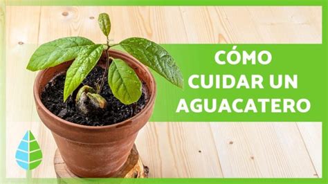 Cuanta Agua Necesita Un Aguacate 2025