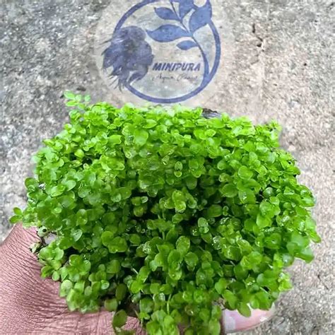 Micranthemum 'Monte Carlo' - Minipura Aqua