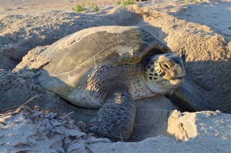 Sea Turtles Cape Hatteras National Seashore Us National Park Service