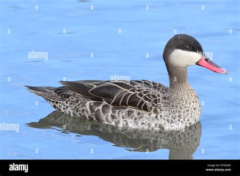 Red Billed Duck Hi Res Stock Photography And Images Alamy