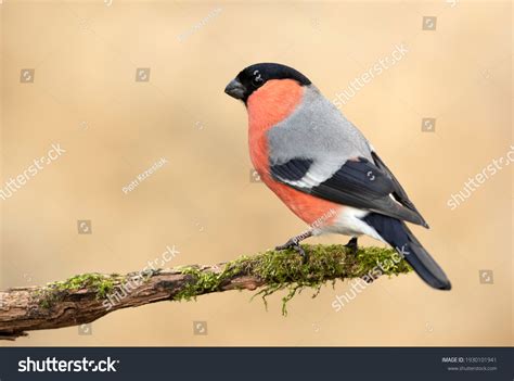 Male And Female Bullfinch Images Browse 753 Stock Photos Vectors