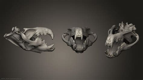 Anatomy Of Skeletons And Skulls Antm0028 3d Model For Cnc Machine