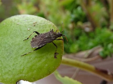 Ceraleptus gracilicornis 17 Jérémy Dupuy Elisa Daviaud Flickr