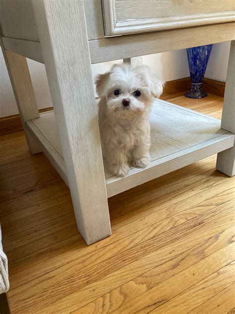 Photo Gallery: Beautiful Maltese Pictures - Premier Pups