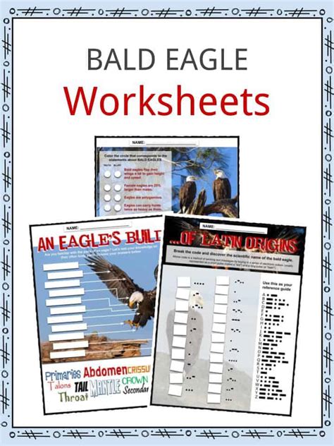 Bald Eagle Life Cycle For Kids | Kids Matttroy