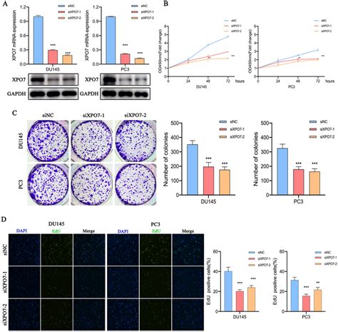 Xpo Knockdown Delays Prostate Cancer Cells Proliferation A The