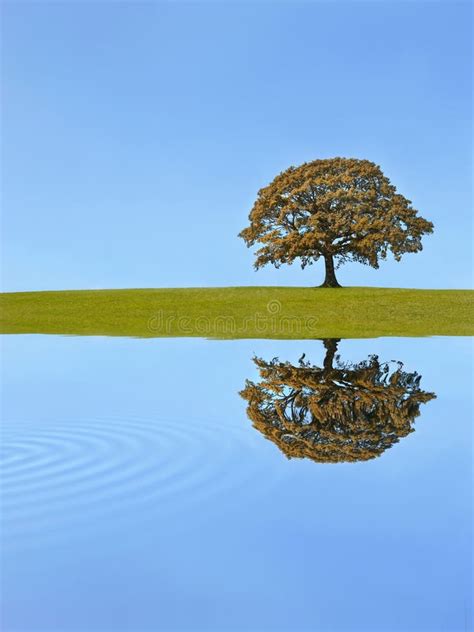 Oak Tree Reflection Stock Image Image Of Oaks Grass 6363227