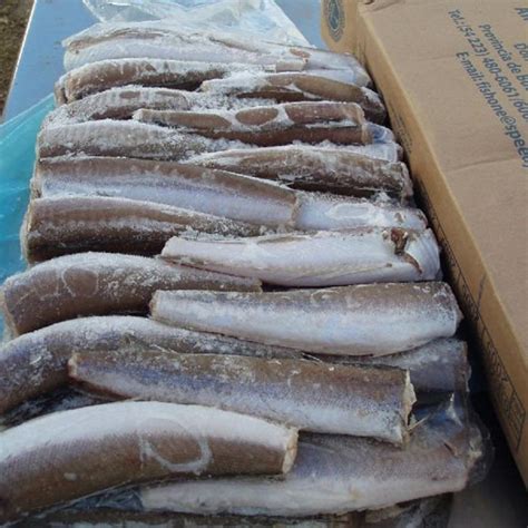 Frozen Hake Fish / Fillet - SKILLS & GOODS SP ZOO