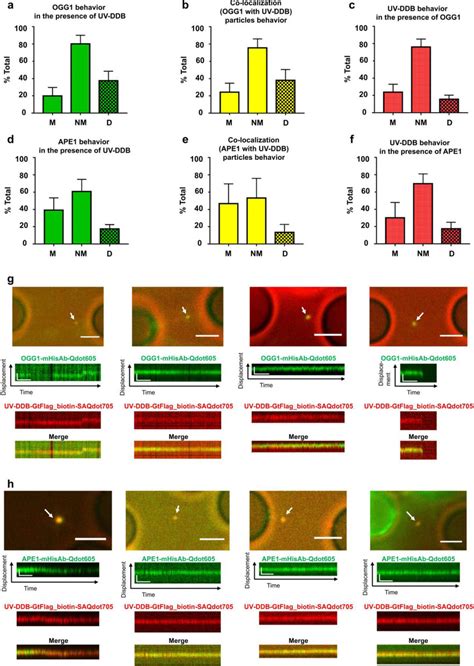 Dna Tightrope Assay Showing Co Localization Of Uv Ddb And Ogg Or Ape