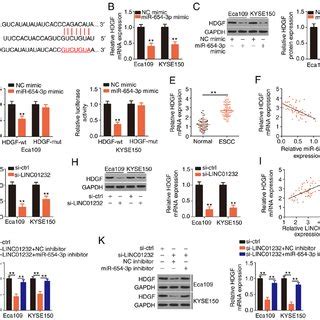 The Downregulation Of Long Intergenic Non Coding Rna Linc