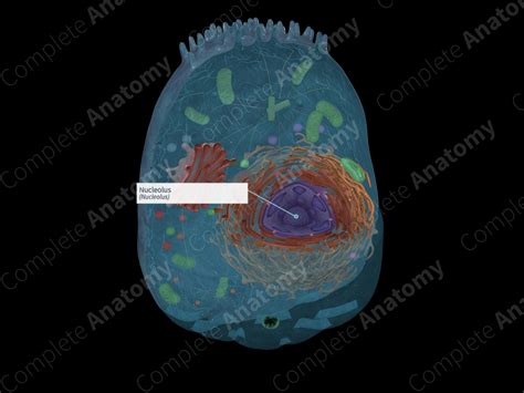 Nucleolus | Complete Anatomy