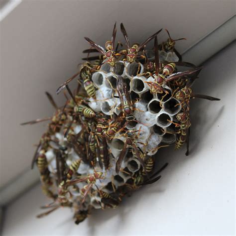 Wasps Pest Control | Bees Pest Control - Tomcat Pest Control