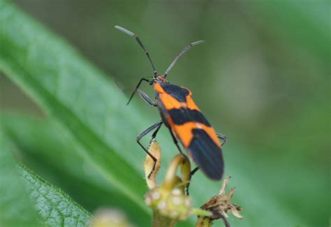 Large Milkweed Bug - What's That Bug?