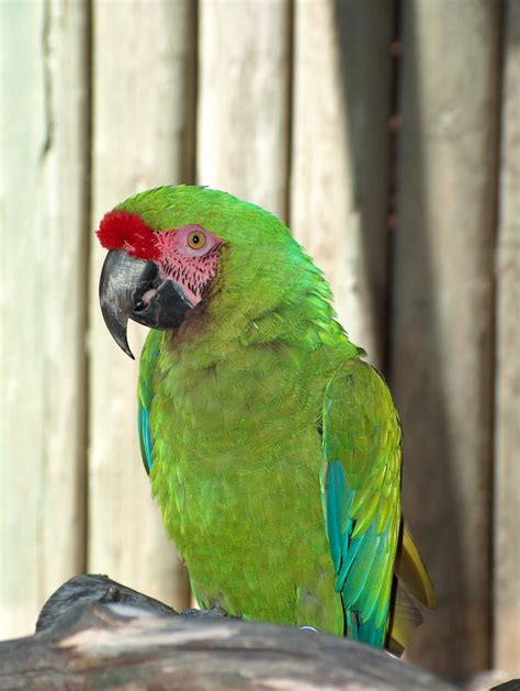 Military Macaw - Cougar Mountain Zoo