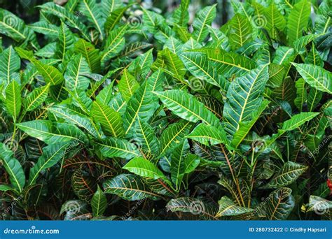 Puring Pudding Or Croton Codiaeum Variegatum Is A Popular Yard