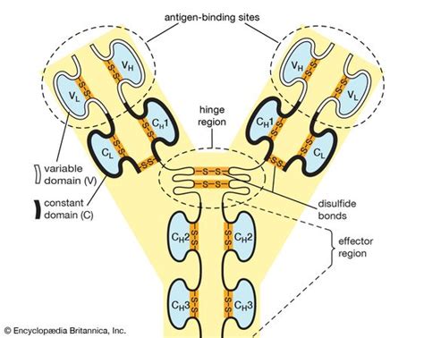 Antibody Definition Structure Function And Types