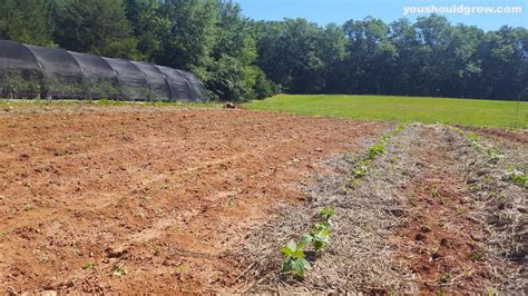 Gardening In Red Clay Soil Youre Better Off Than You Think You