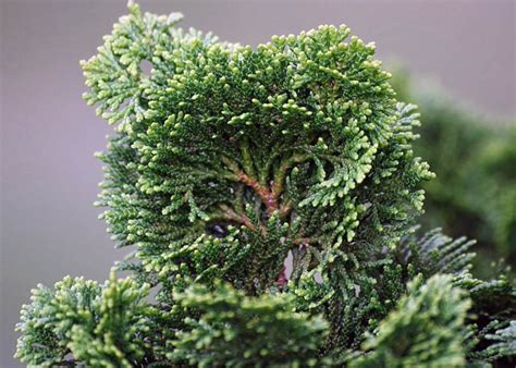 Chamaecyparis Obtusa Nana Gracilis Bonsai