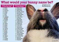 16 Best Bunny Names ideas | bunny names, bunny, funny names