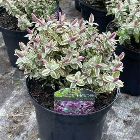 Buy Quality Hebe Silver Dollar Online Uk Plants Galore Online