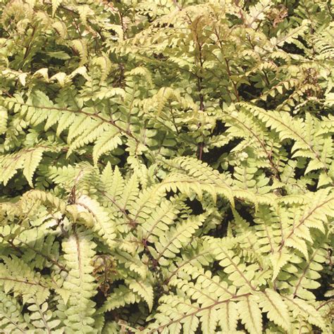 Athyrium otophorum 'Okanum'