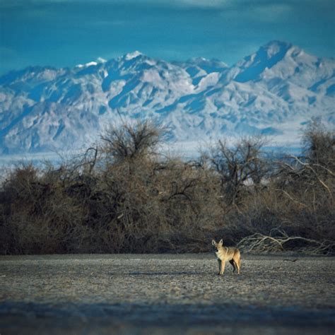 Death Valley: Coyotes on Behance