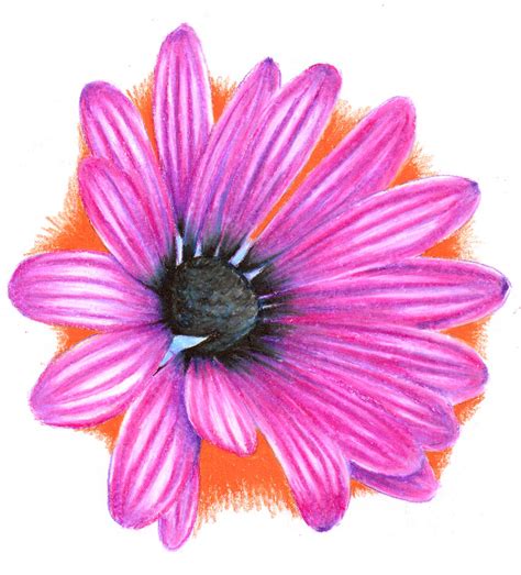 African Daisy Tattoo Study by BarbedDragon on DeviantArt