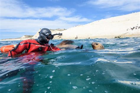 Nadar Con Lobos Marinos En Puerto Madryn Los Viajes De Nena