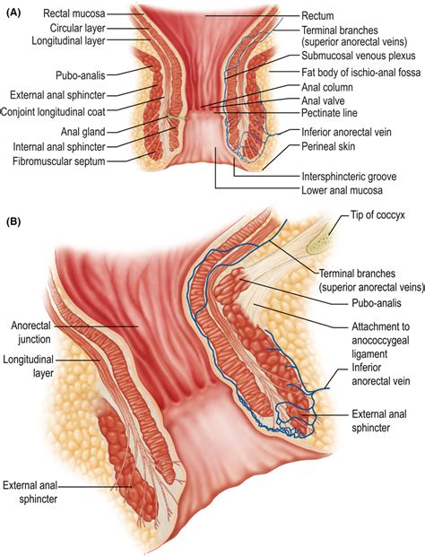 Anatomy Of Anus Cutaway Illustration Of The Anal Canal Including
