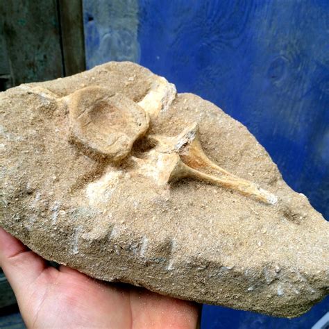 Fossil - Mosasaurus vertebra - 26 cm - Catawiki