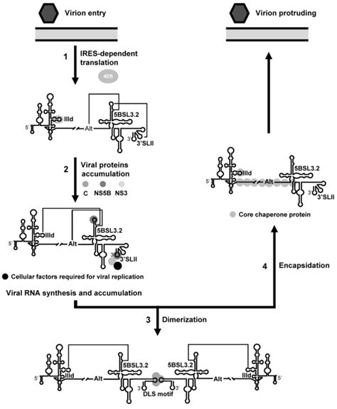 Proposed Model For The Role Of Long Range Rna Rna Interactions In The