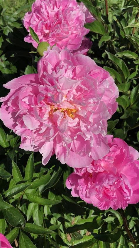 Beautiful Pink Peonies In The Summer Garden Stock Image Image Of