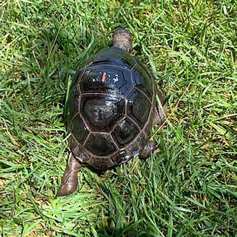 Aldabra Giant Tortoise Baby