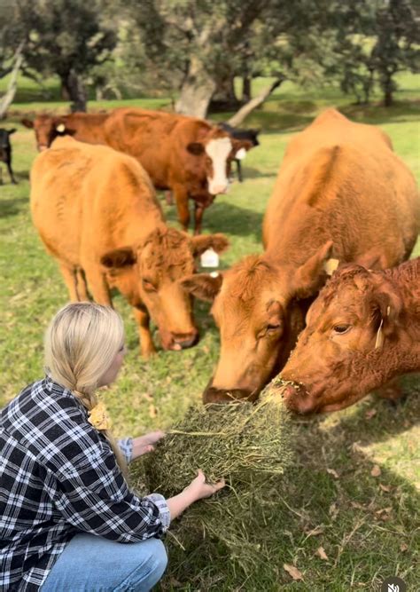 What is dressed weight? – Norah Brook Beef