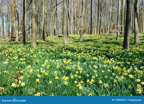 Daffodils Forest Stock Photo Image Of Blooming Horticulture 19382856