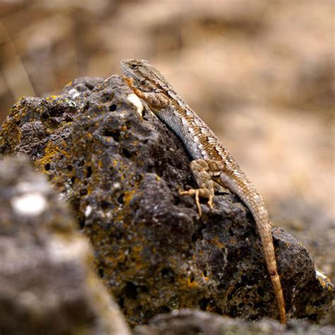 Western Fence Lizard Burke Museum