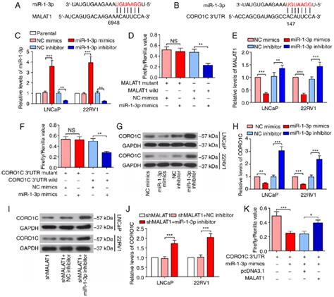 Malat Binds To Mir P And Regulates Coro C Expression A The Seed