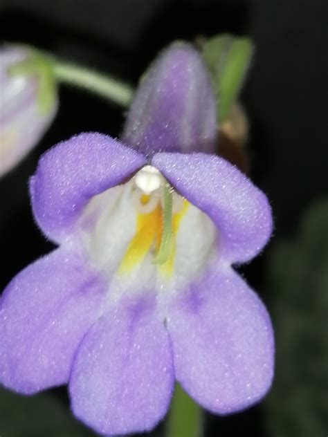 Streptocarpus Pretty Turtle Primulina Pretty Turtle Ortofiorito