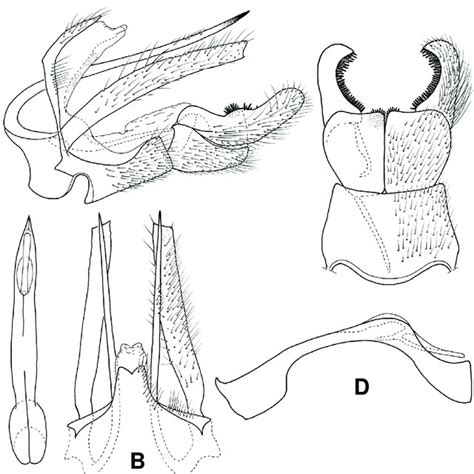 Nyctiophylax Hatinh Sp N Male Genitalia A Lateral B Dorsal Download Scientific Diagram